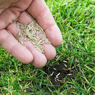 Graszaad / Gazonzaad