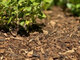 Houtmulch en mulchproducten