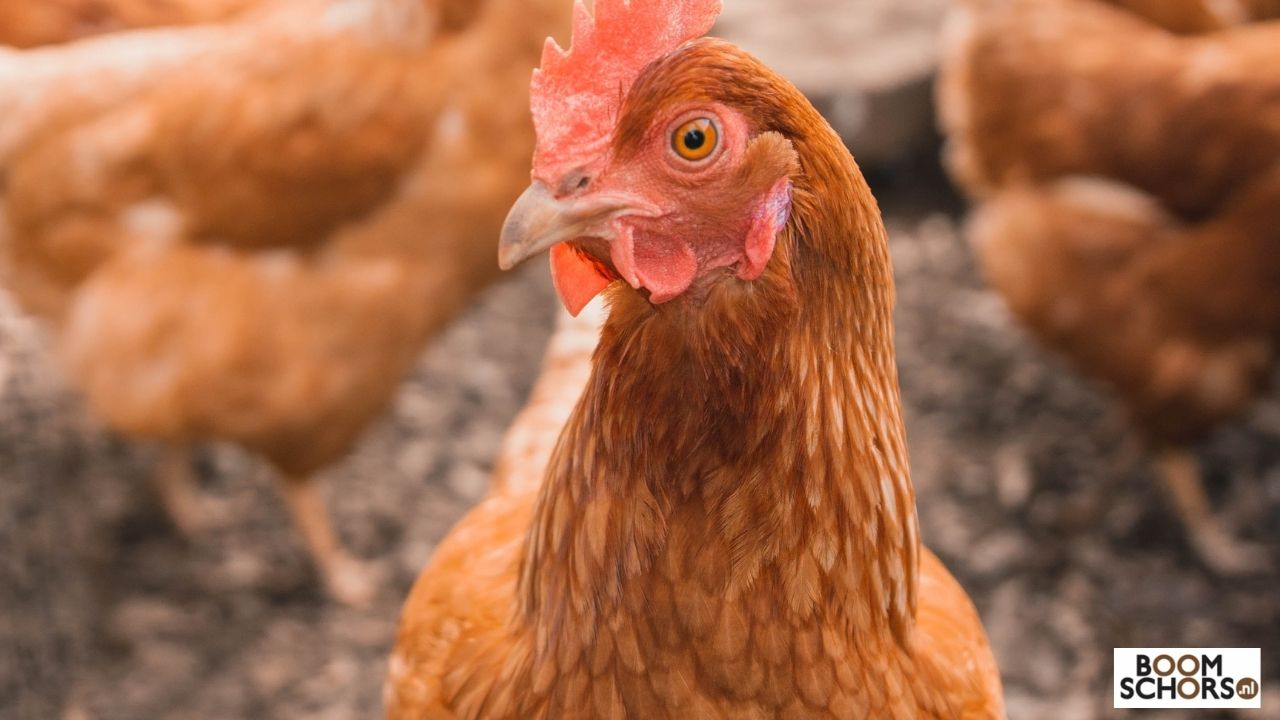 Boomschors: de ideale ondergrond voor kippen, konijnen en andere dieren