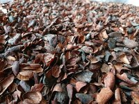 Planten beschermen met cacaodoppen