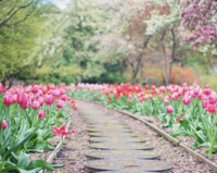 Boomschors kevers bestrijden