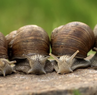 Slakken bestrijden met boomschors