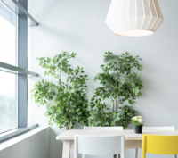 Boomschors bij kamerplanten gebruiken