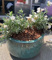 Boomschors in plantenbakken Boomschors in plantenbakken