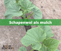 Schapenwol als mulch in de tuin