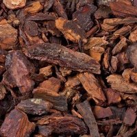 Frans schors, sylvesterschors of dennenschors gebruiken? Frans schors, sylvesterschors of dennenschors gebruiken?