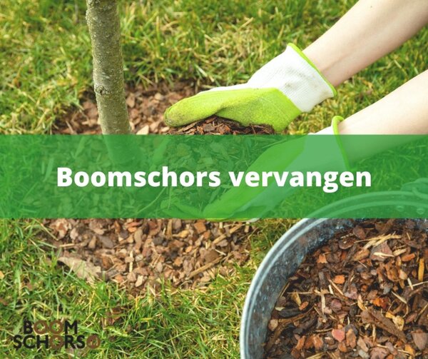 Wanneer kunt u boomschors het best vervangen of aanvullen?