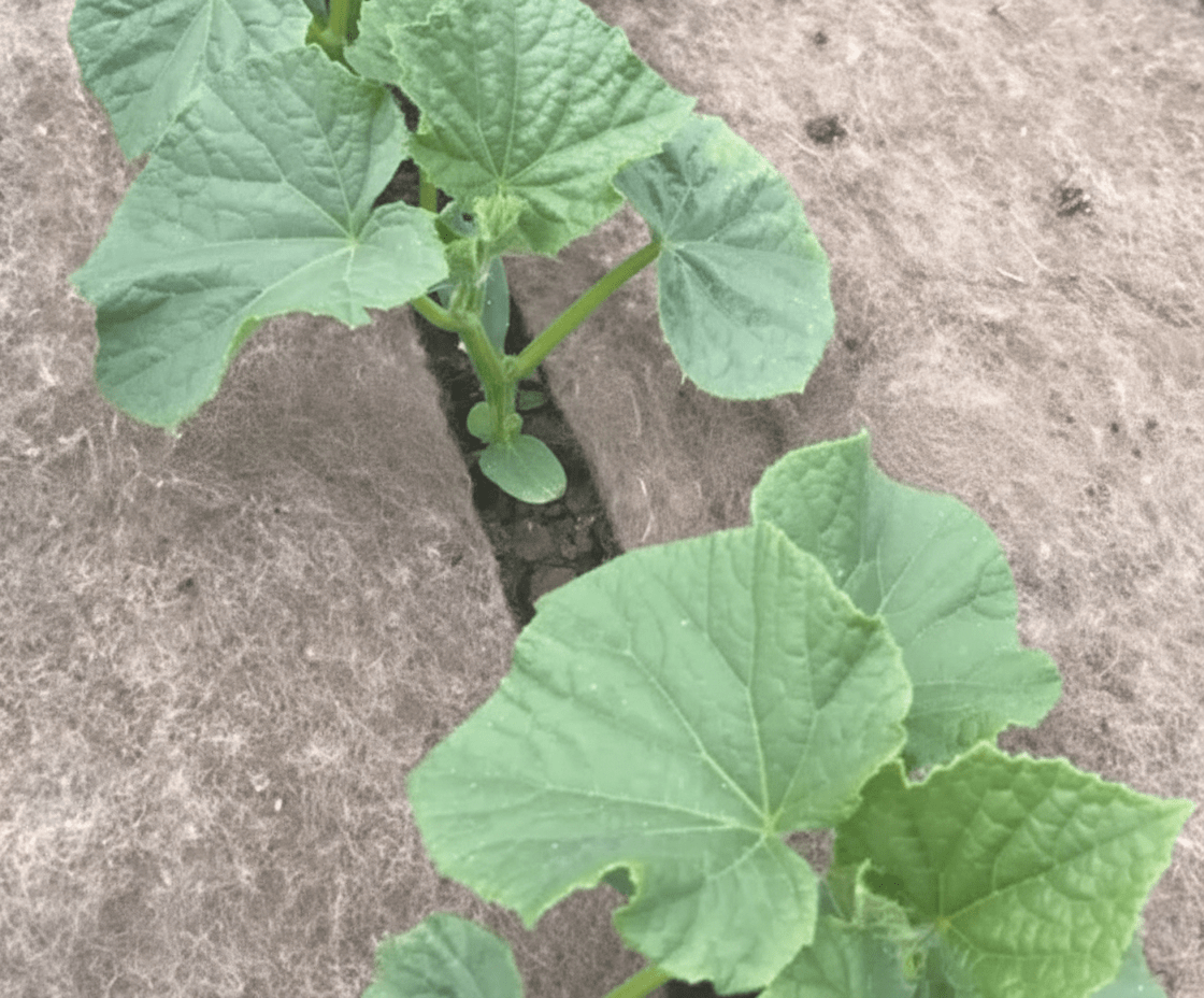 Schapenwol als mulch in de tuin - Boomschors.nl