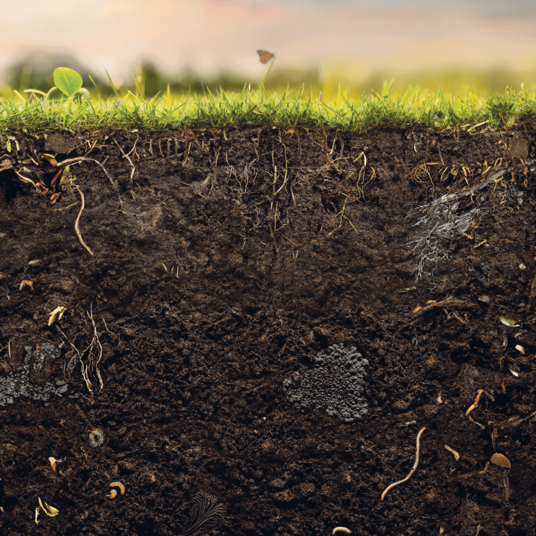 Bodemleven, hoe zit het eigenlijk? - Boomschors.nl