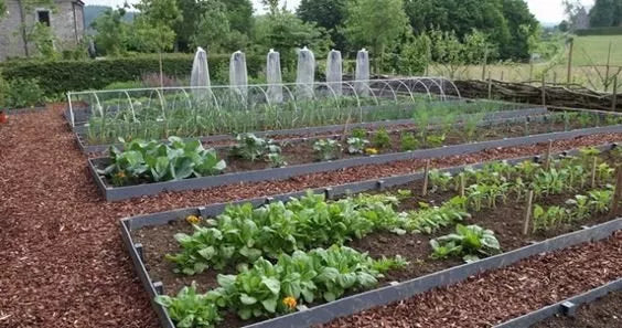 Bodem tot leven brengen met een laag boomschors: mulchen