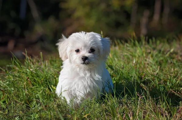 Waarom eten honden boomschors? - Boomschors.nl