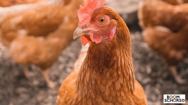 Boomschors: de ideale ondergrond voor kippen, konijnen en andere dieren - Boomschors.nl