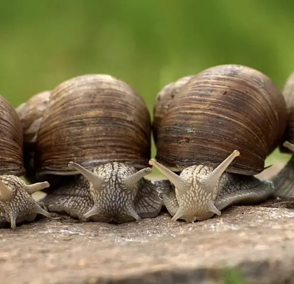 Slakken bestrijden met boomschors