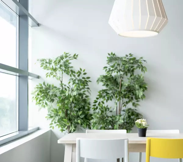 Boomschors bij kamerplanten gebruiken