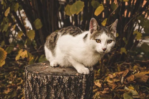Werkt boomschors tegen katten? - Boomschors.nl