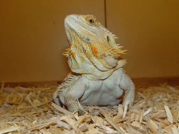 Boomschors voor in terrarium - Boomschors.nl