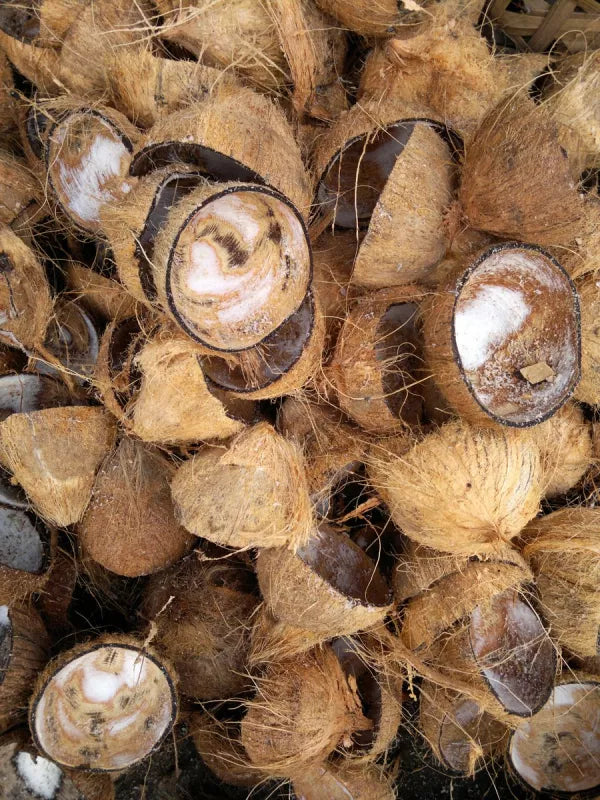 Vergelijking tussen boomschors en kokos