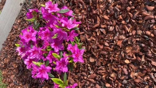 Slakken bestrijden? Hoe cacaodoppen tegen slakken in de tuin kunnen helpen - Boomschors.nl
