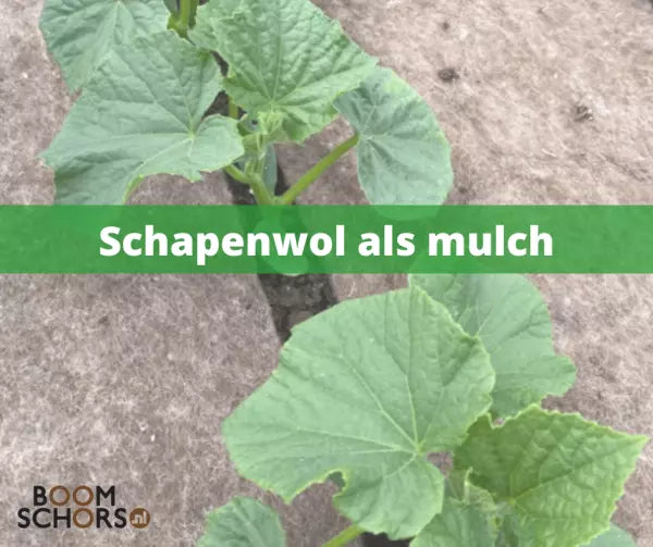 Schapenwol als mulch in de tuin