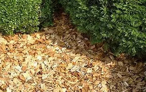 Voor- en nadelen van houtsnippers in de tuin