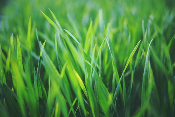 Graszaad - Boomschors.nl