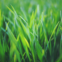 Graszaad - Boomschors.nl