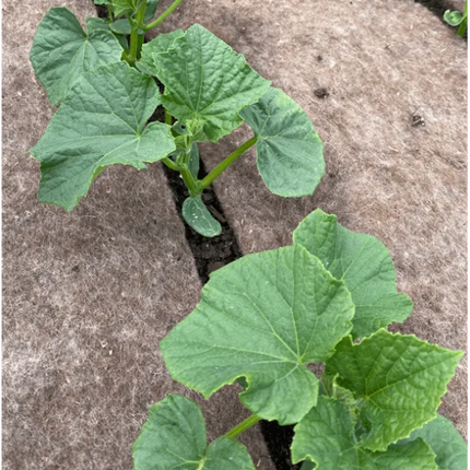 Bio Sheep Wool 0,8m x 5m 250g Bruin - Rol 4m2