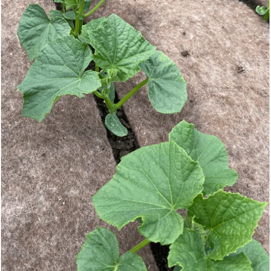 Bio Sheep Wool 0,8m x 5m 250g Bruin - Rol 4m2