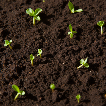 Biologische Universele Potgrond