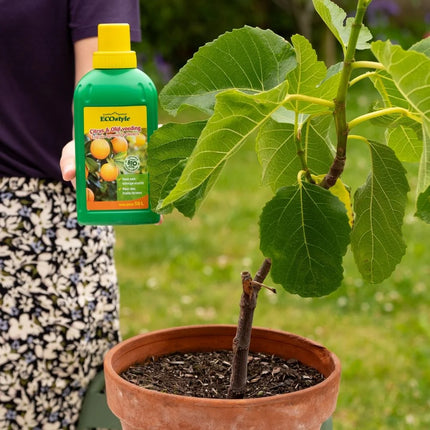 Citrus & Olijf Voeding