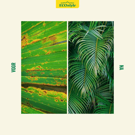 Citrus & Olijf Voeding