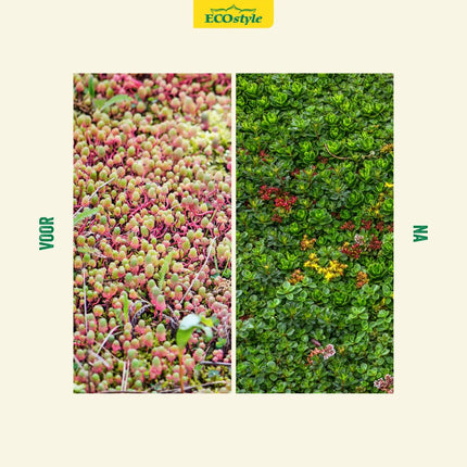 Sedum & Groene Daken-AZ+